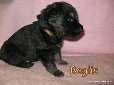 Baglis, 3 weken oud